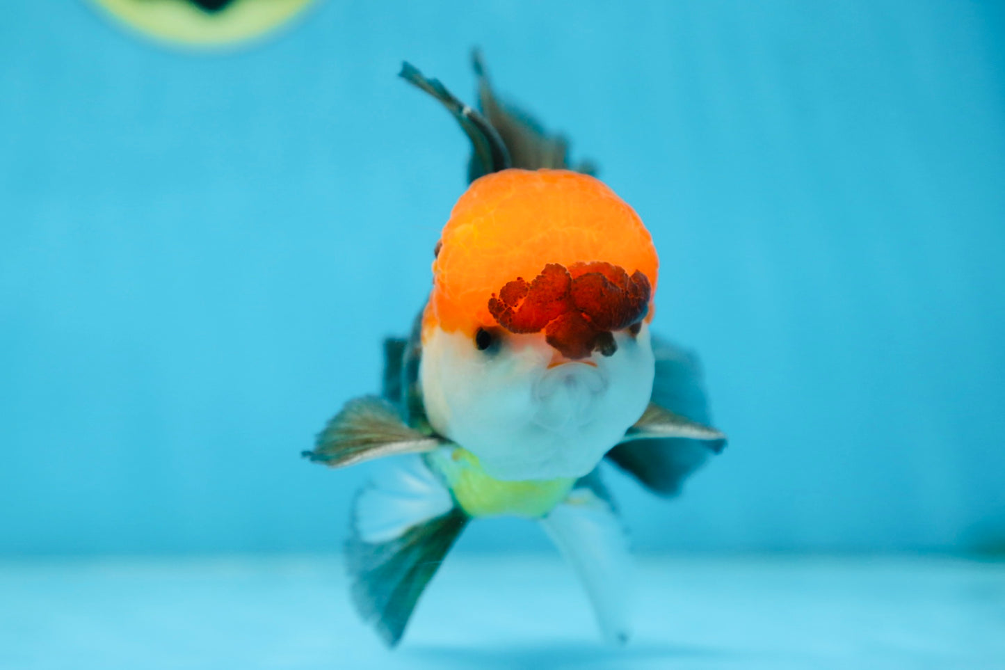A Grade Tricolor Oranda Male 5-5.5 inches #090525OR_15