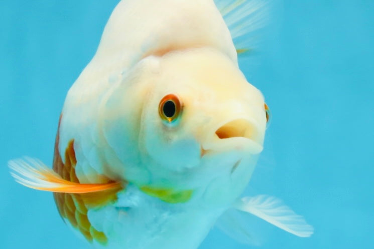 A Grade Red White Ryukin Female 5.5 inches #060625RK_31