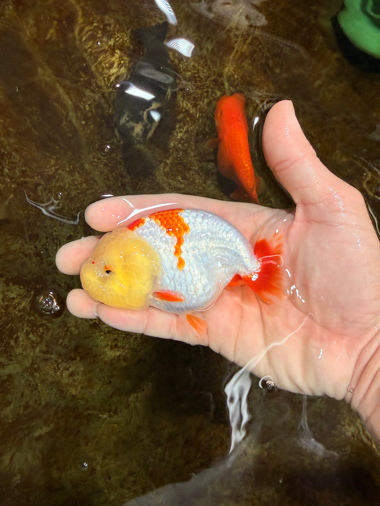 BULLDOG FACE A Grade Red White Kohaku LionQueen 4 inches #120525LC_09