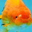 Orange Lionchu Female 4.5 inches #0927LC_32