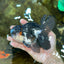 HAPPY "PO" Tricolor Oranda Male 5.5 inches #081525OR_24