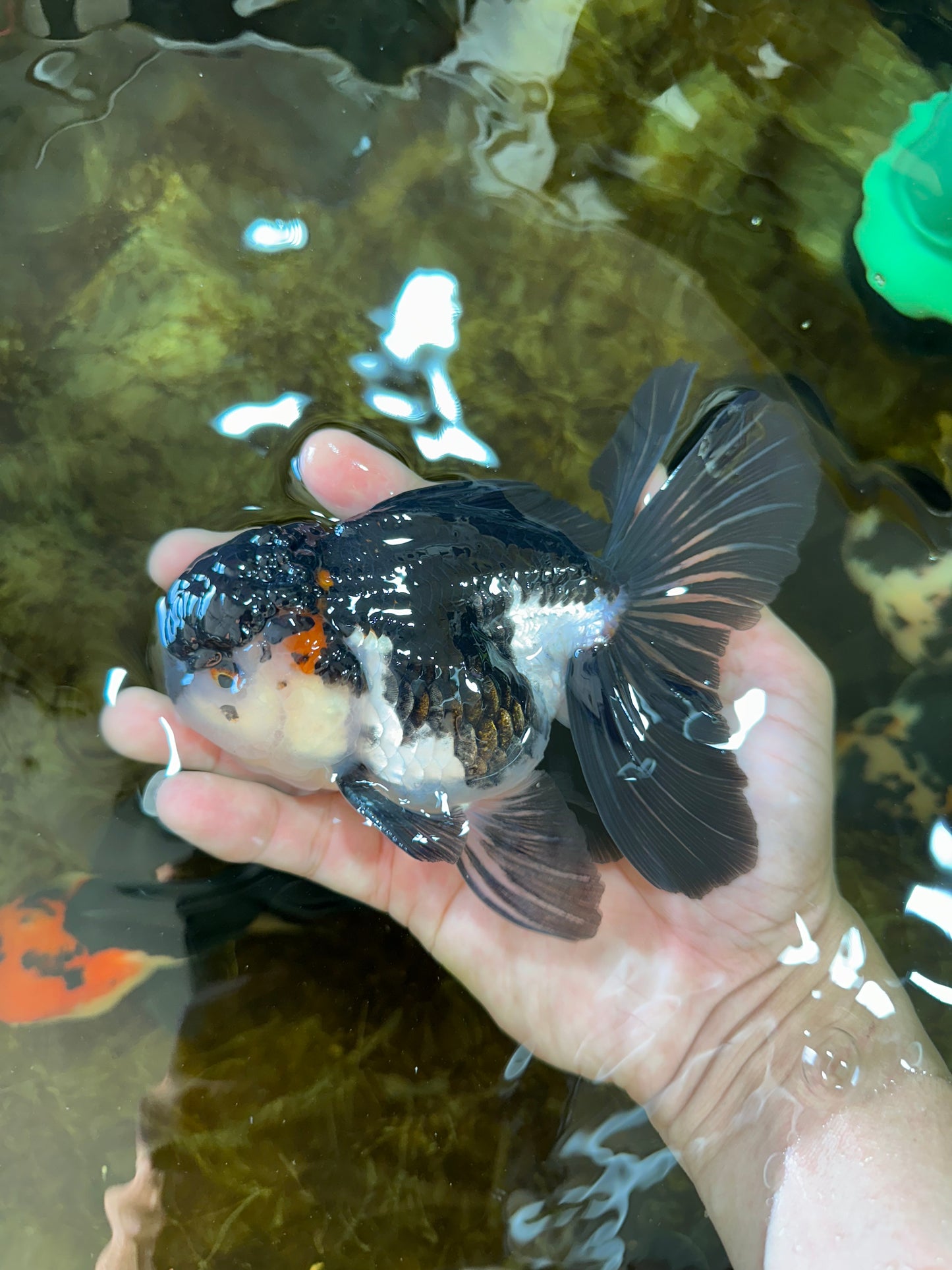 HAPPY "PO" Tricolor Oranda Male 5.5 inches #081525OR_24