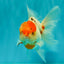 SPECIAL A Grade Tancho Sakura Oranda Male 5.5-6 inches #073126OR_09