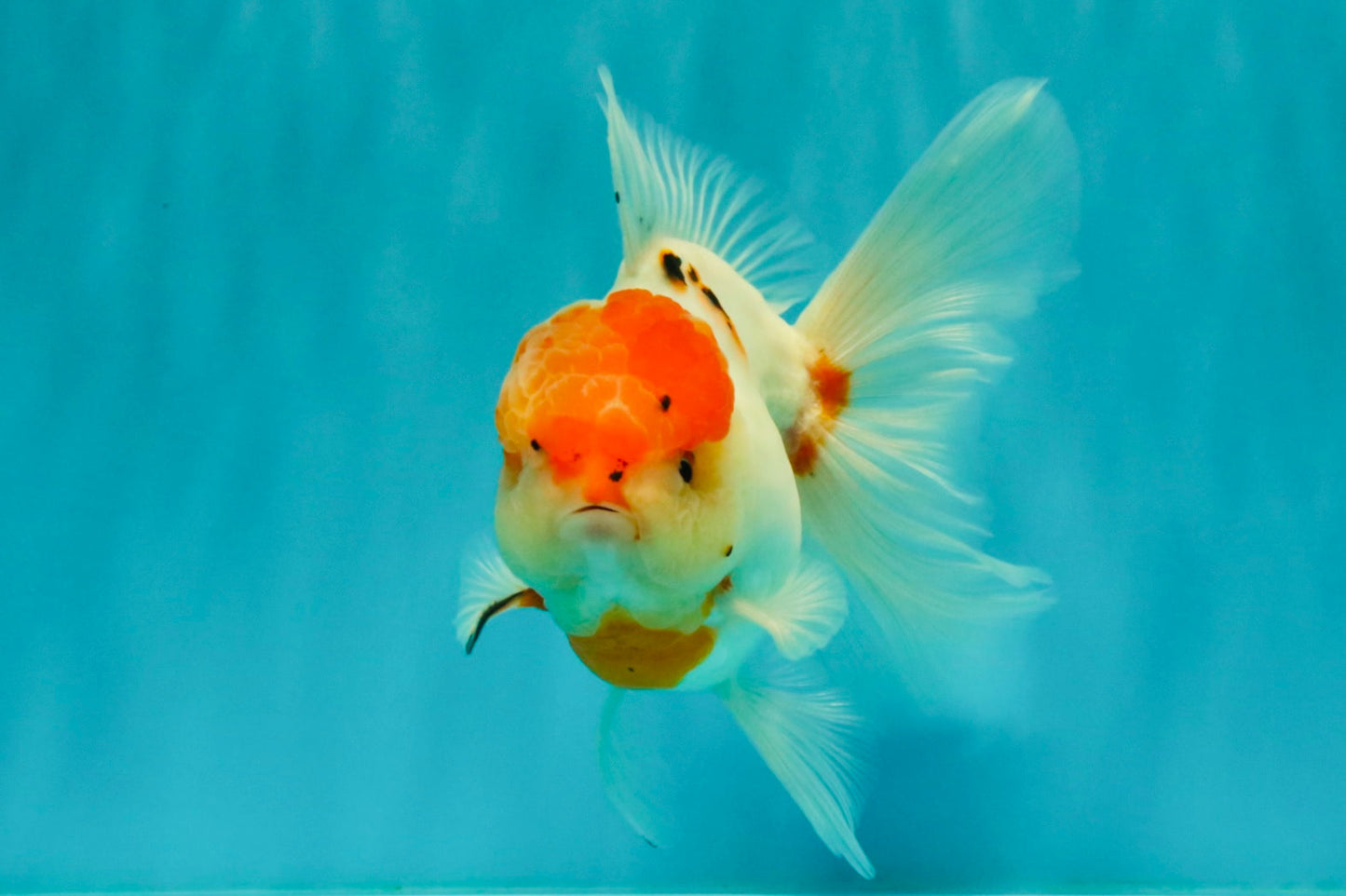 SPECIAL A Grade Tancho Sakura Oranda Male 5.5-6 inches #073126OR_09