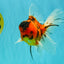UNIQUE A Grade Tiger Oranda Male 6.5 inches #070626OR_19