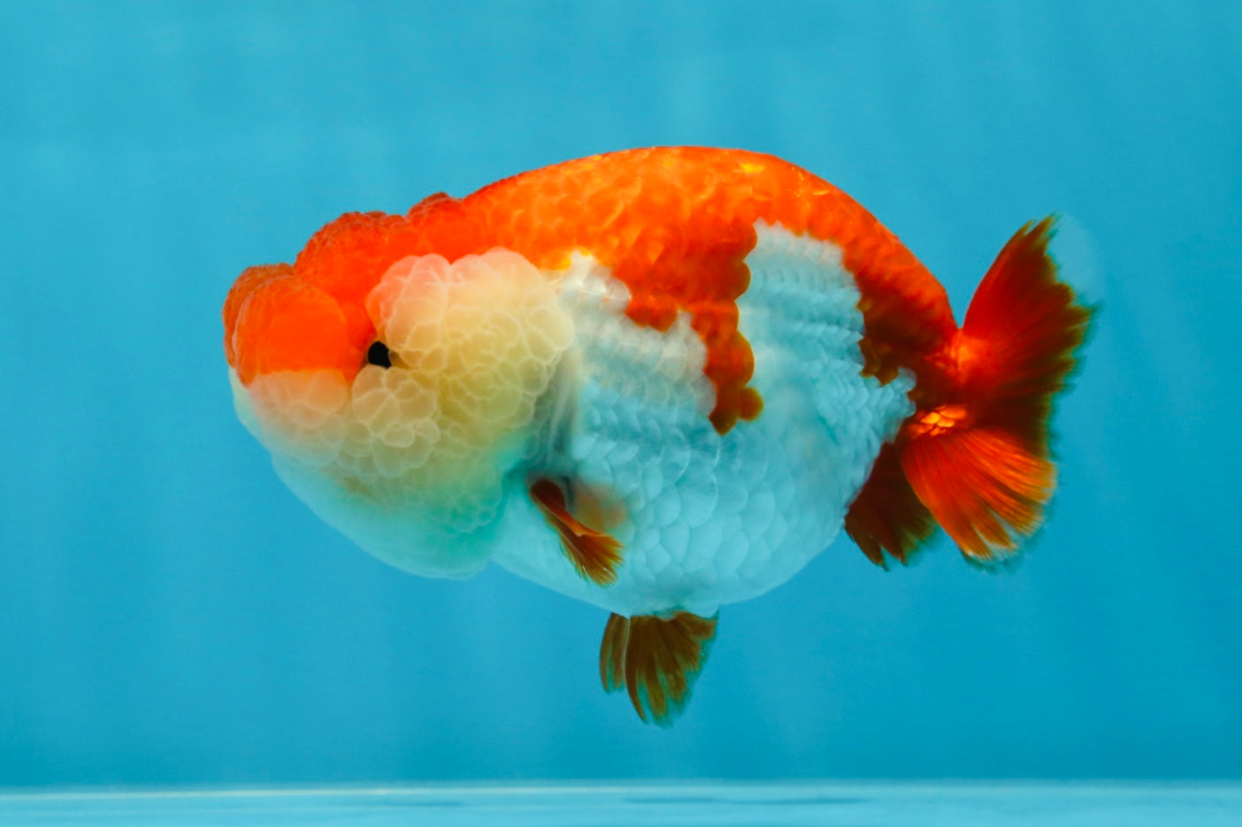 THE BEST AAA Grade Red White LionQueen 4.5 inches #042525LC_15