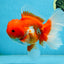 TOMATO AAA Grade Red White Oranda Male 5.5-6 inches #082225OR_11