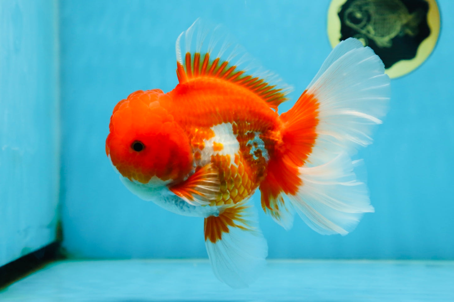 TOMATO AAA Grade Red White Oranda Male 5.5-6 inches #082225OR_11