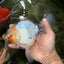 A Grade Marble Oranda Male 5.5-6 inches #062626OR_31