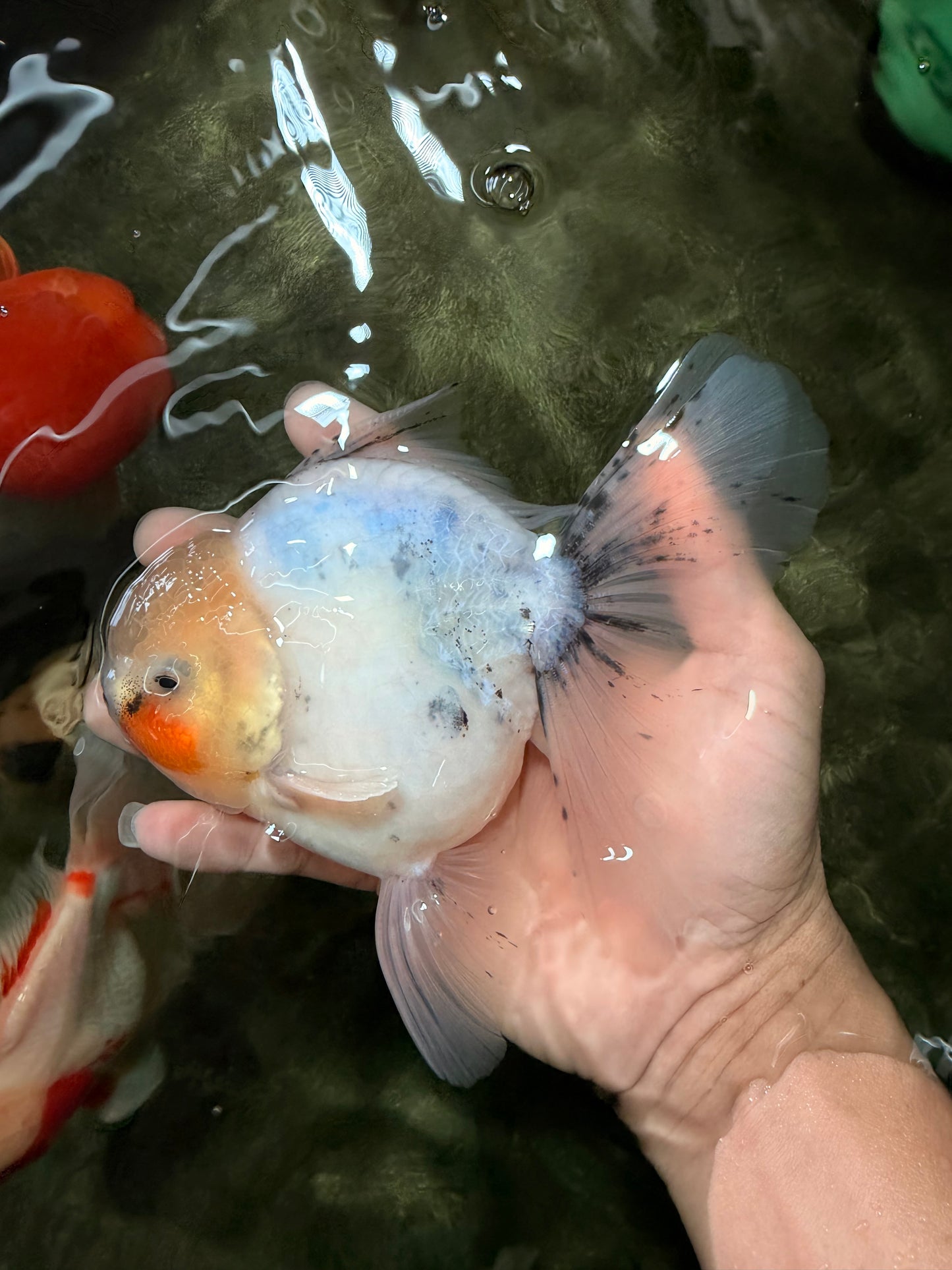 A Grade Marble Oranda Male 5.5-6 inches #062626OR_31