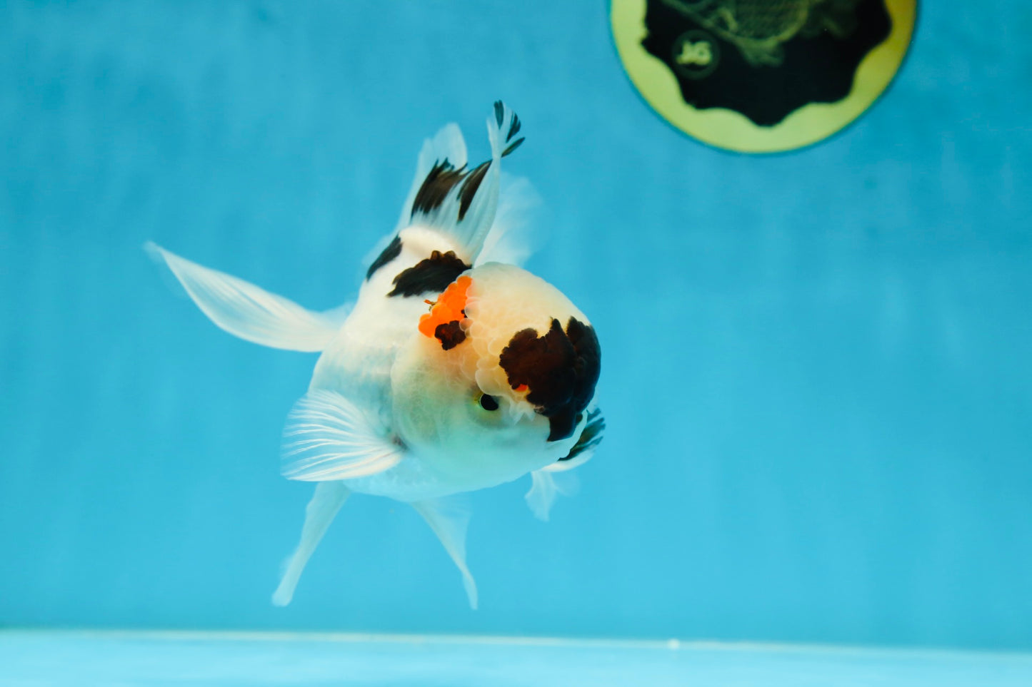 Tricolor Oranda Male 5 inches #052325OR_07