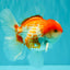 A Grade Polkadot Red White Oranda Male 5.5 inches #100926OR_13
