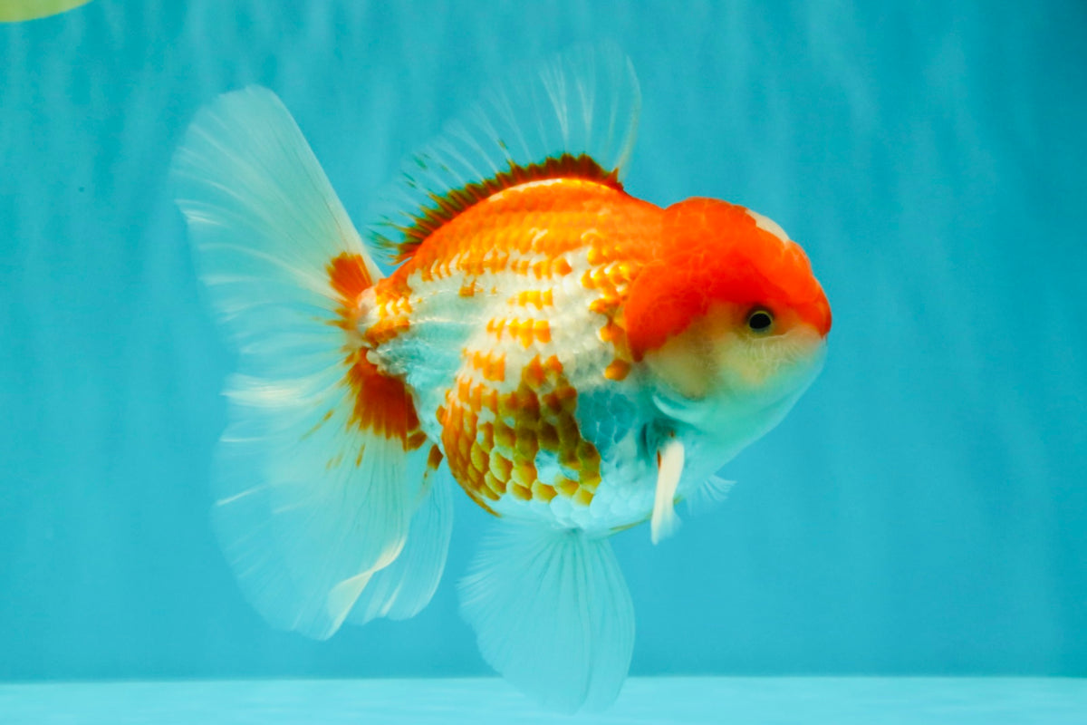 A Grade Polkadot Red White Oranda Male 5.5 inches #100926OR_13