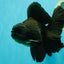A Grade Broadtail Black Oranda Male 6.5-7 inches #101626OR_20