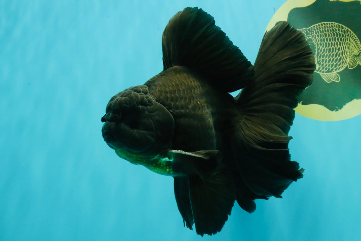 A Grade Broadtail Black Oranda Male 6.5-7 inches #101626OR_20