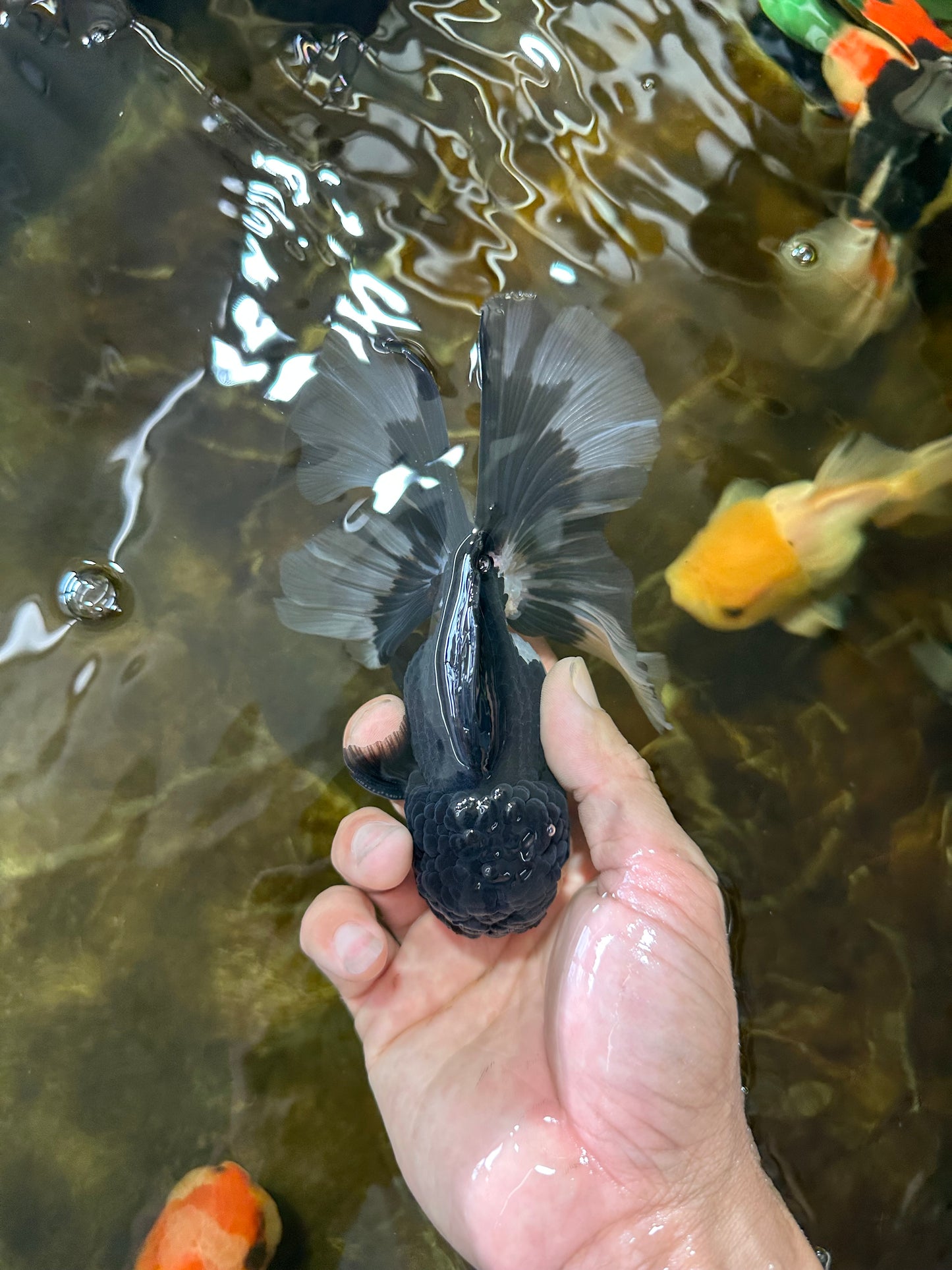 ELVIS PRESLEY A Grade Panda Oranda Male  5.5 inches #082225OR_18