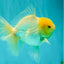 A Grade White Oranda Male 6 inches #061926OR_26