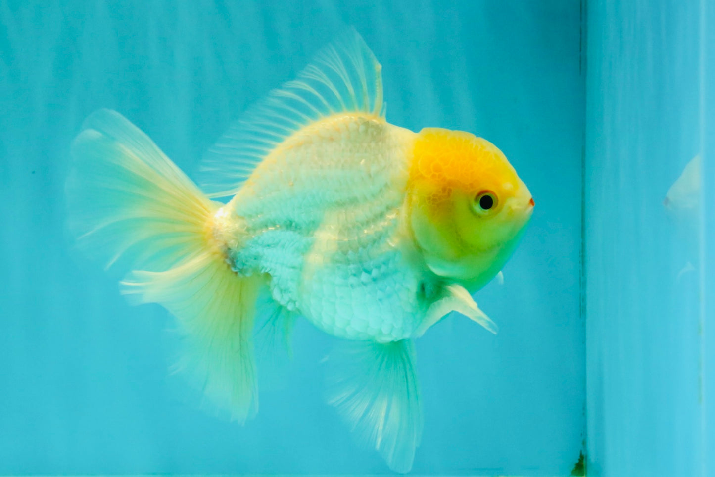 A Grade White Oranda Male 6 inches #061926OR_26