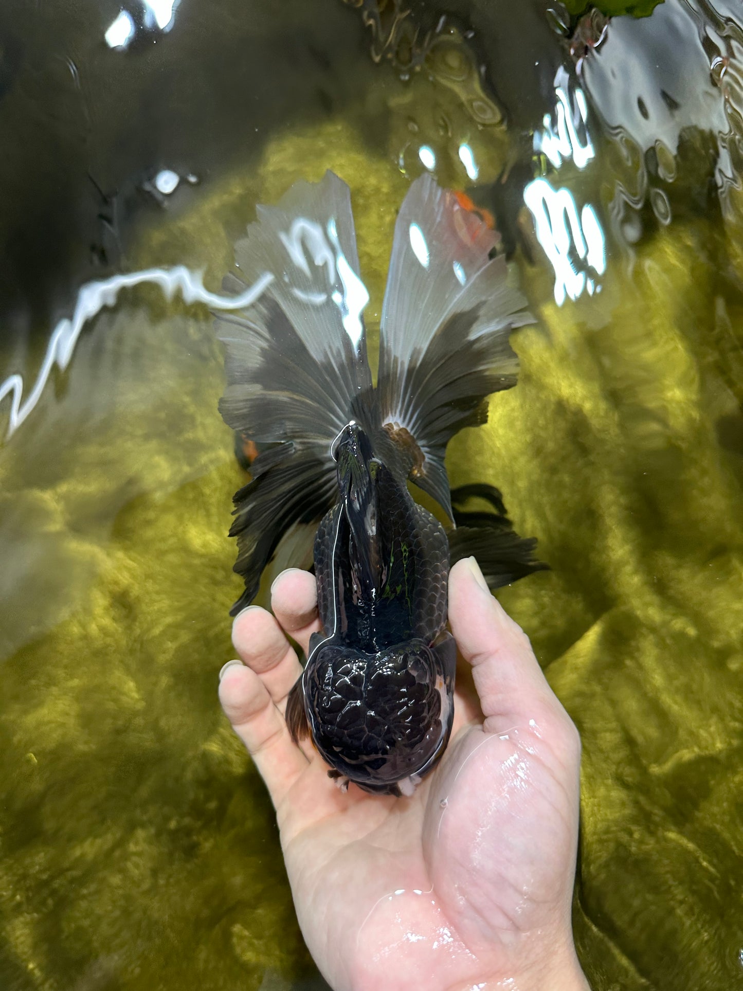 Giant Black Oranda Female 7 inches #112224OR_18