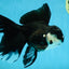 A Grade Fluffy Tail Panda Oranda Male 6 inches #011725OR_02