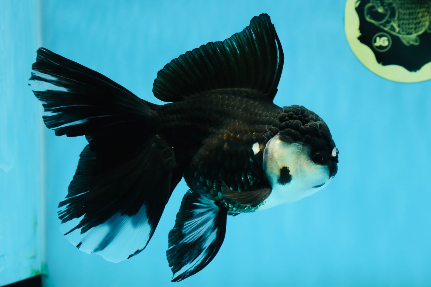 A Grade Fluffy Tail Panda Oranda Male 6 inches #011725OR_02