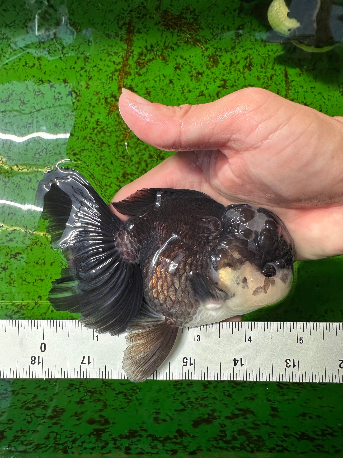 Panda Oranda Male 4.5-5 inches #0927OR_23