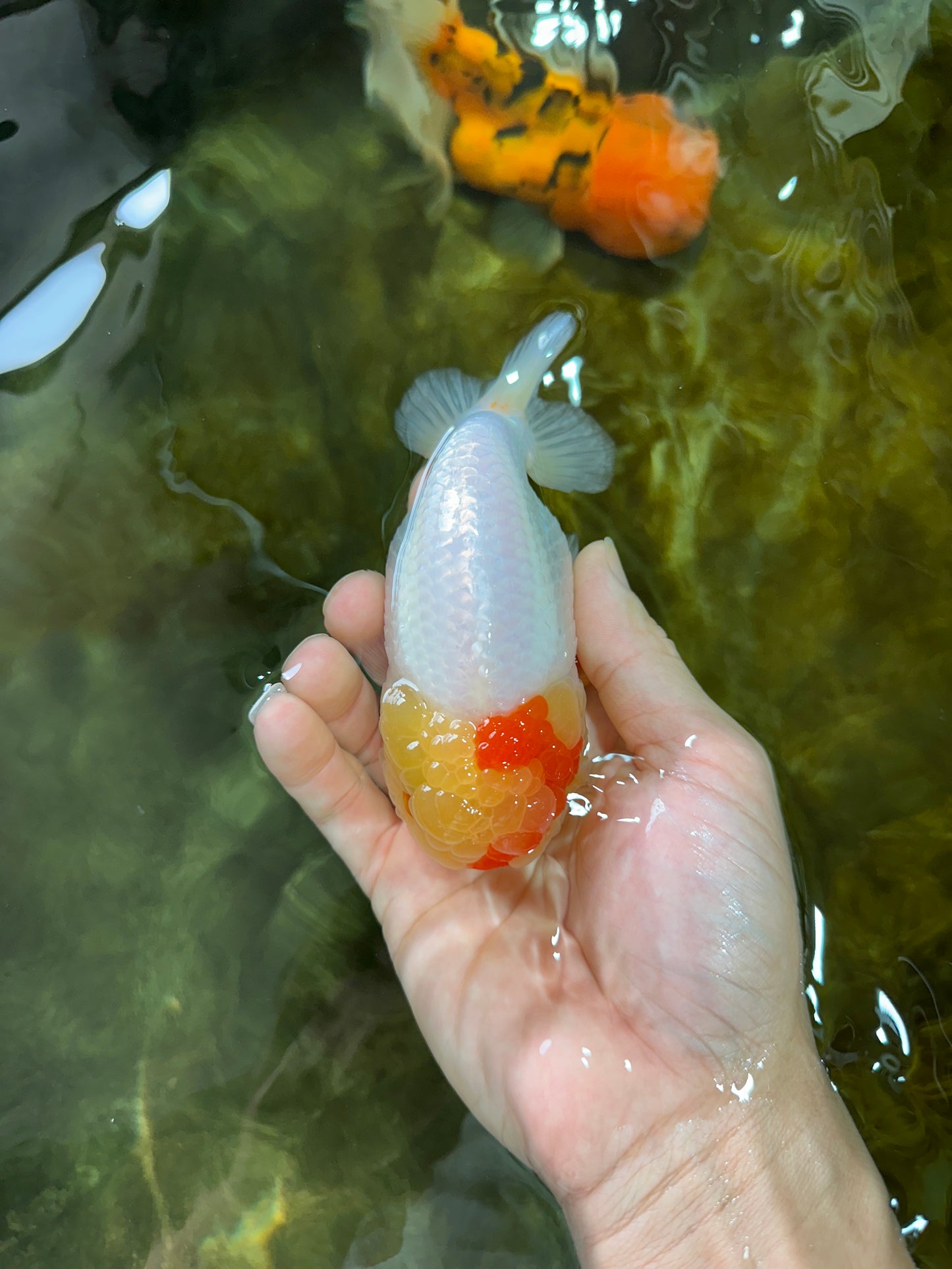 UNIQUE A Grade Red White LionQueen 4.5 inches #050225LC_18