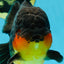AAA Grade Godzilla Apache Oranda Male 5.5 inches #050925OR_55