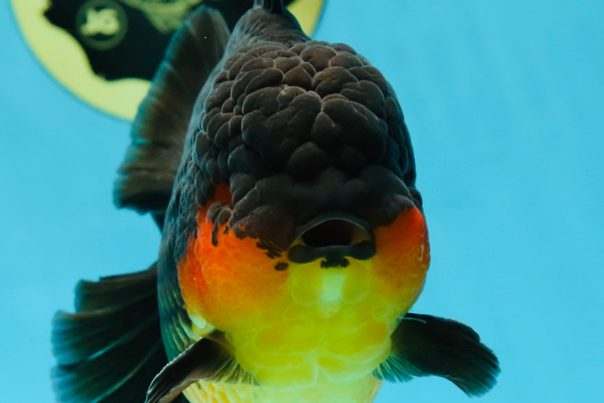 AAA Grade Godzilla Apache Oranda Male 5.5 inches #050925OR_55
