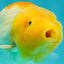 A Grade Orange White LionQueen 5 inches #072426LC_32