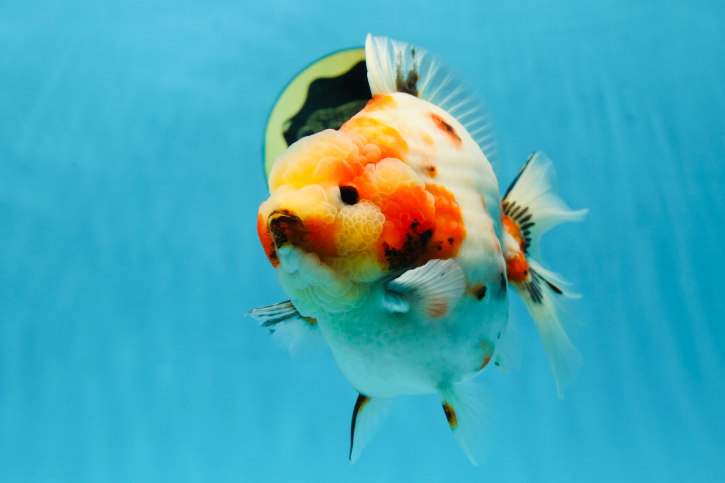 AAA Grade Big Body Godzilla Sakura Button Eyes Yuanbao Female 5-5.5 inches #051625YB_14