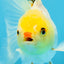 Little Chicken Lemonhead Oranda Male 4.5 inches #011725OR_03