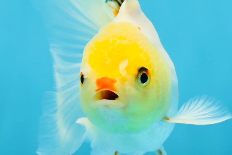 Little Chicken Lemonhead Oranda Male 4.5 inches #011725OR_03