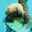 AAA Grade Kirin Jade Head Oranda Male 6 inches #070626OR_20