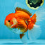 AAA Grade Young Godzilla Red White Oranda Male 6 inches #081525OR_07