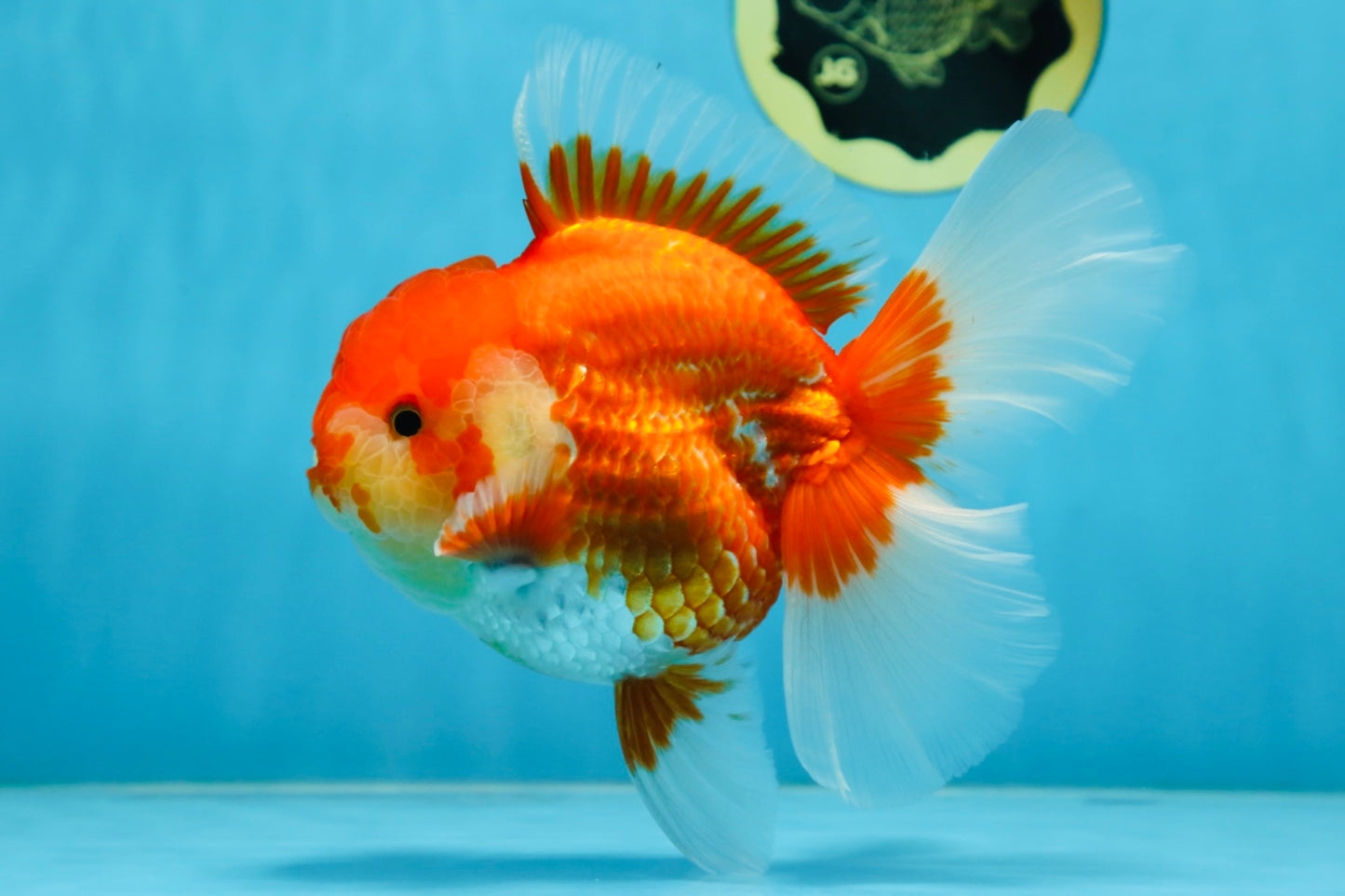 AAA Grade Young Godzilla Red White Oranda Male 6 inches #081525OR_07