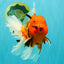 A Grade Tiger Oranda Female 7.5 inches #101626OR_16
