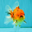 CHONKY AAA Grade Tiger Oranda Male 5-5.5 inches #082826OR_03