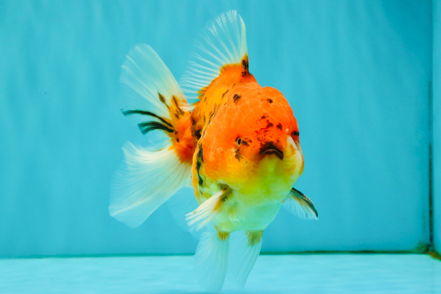 CHONKY AAA Grade Tiger Oranda Male 5-5.5 inches #082826OR_03