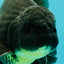 AAA Grade Black Oranda Male 6.5 inches #102326OR_08