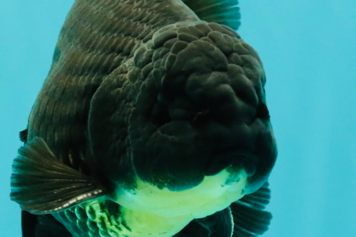 AAA Grade Black Oranda Male 6.5 inches #102326OR_08