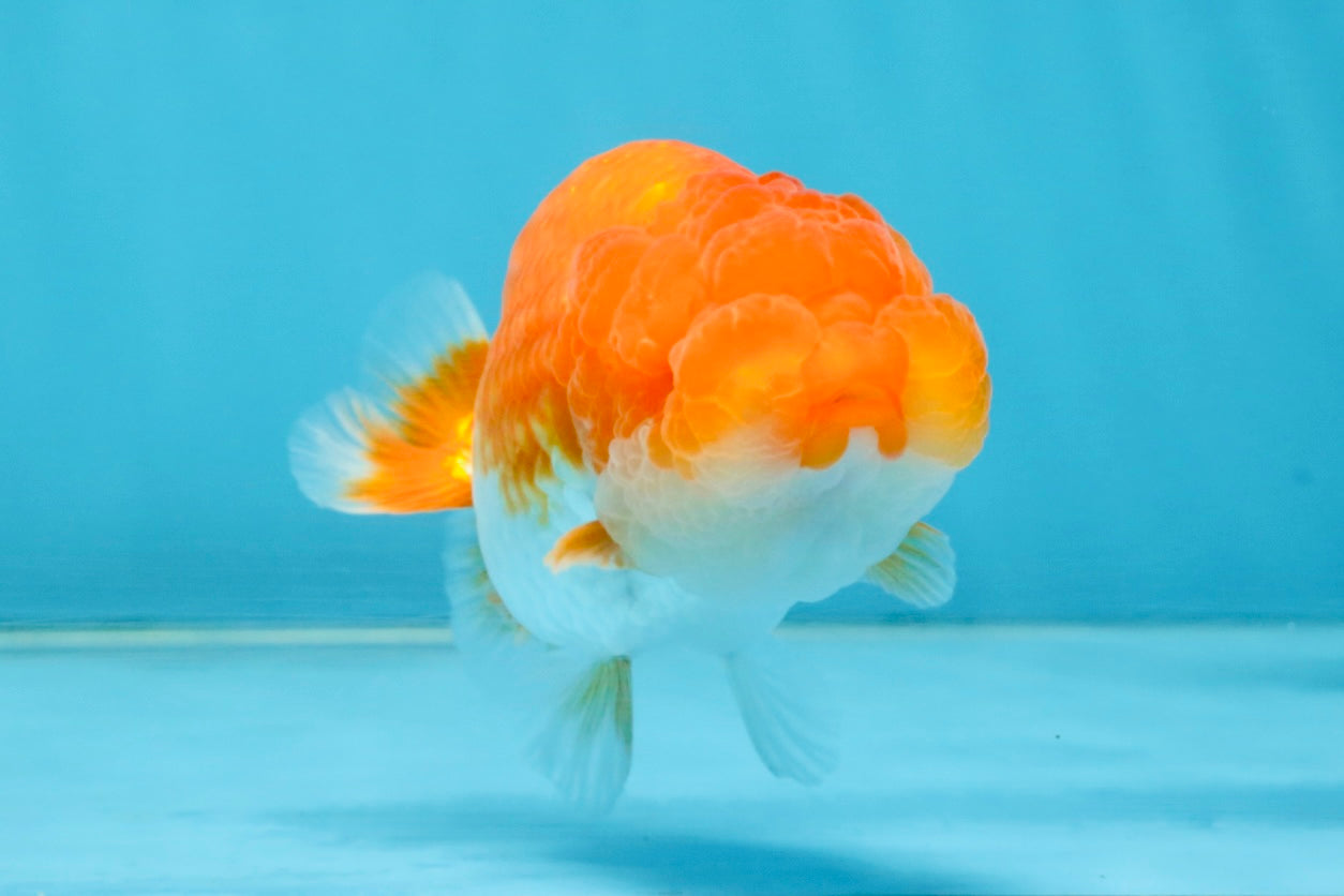 FLUFFY Red White LionChu Female 4.5 inches #120525LC_16