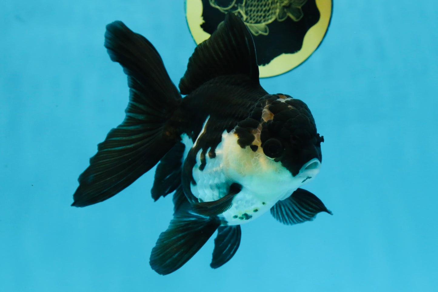 A Grade Killer Whale Panda Oranda Female 5-5.5 inches #100325OR_19