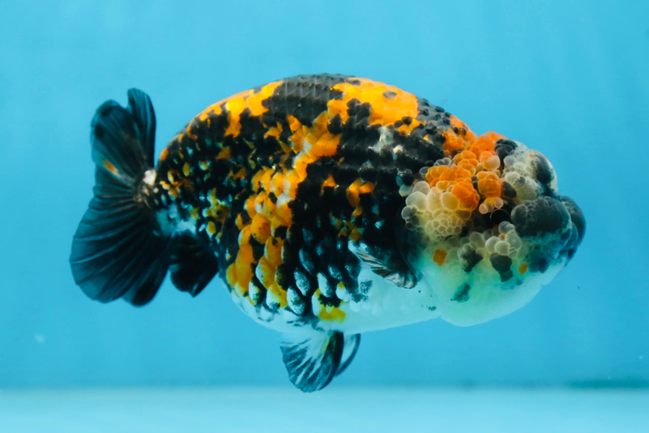 A Grade SUPER CUTE Tricolor Tiger LionQueen 5 inches #091225LC_07