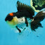 A Grade Tricolor Button Eyes Oranda Male 5.5 inches #080825OR_06