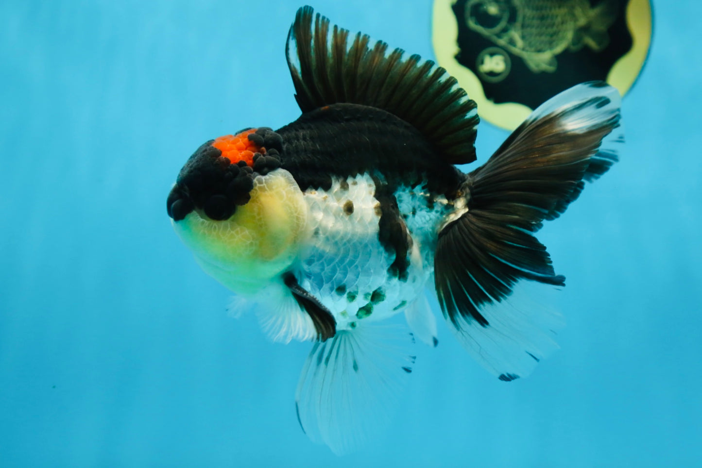 A Grade Tricolor Button Eyes Oranda Male 5.5 inches #080825OR_06