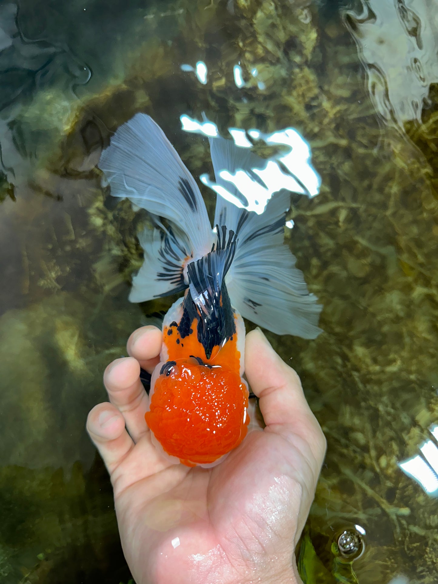 A Grade Tricolor Oranda Female 6-6.5 inches #071125OR_10