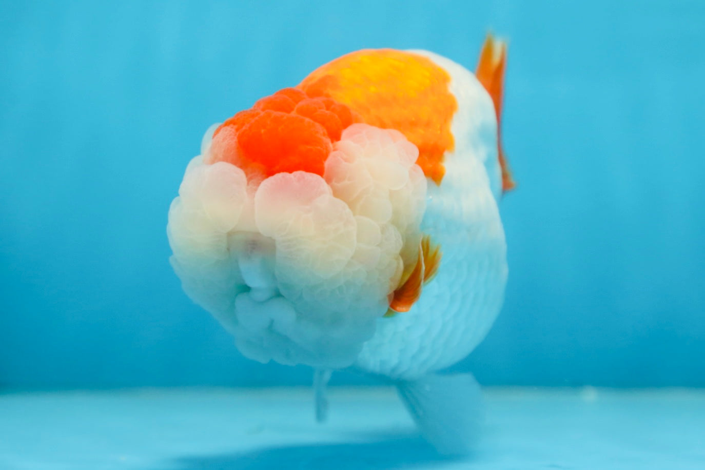 A Grade Red White LionKing 5.5 inches #091225LC_06