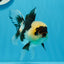 A Grade Wolverine Tricolor Oranda Female 4.5-5 inches #0830OR_03