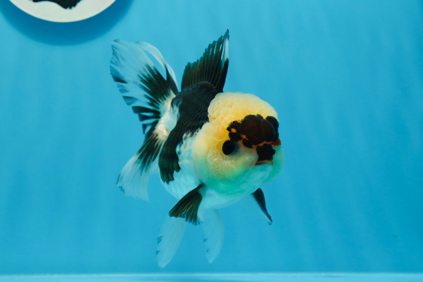 A Grade Wolverine Tricolor Oranda Female 4.5-5 inches #0830OR_03